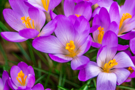 Crocus, plural crocuses or croci is a genus of flowering plants in the iris family. A single crocus, a bunch of crocuses, a meadow, close-up