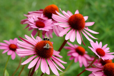 echinacea flower